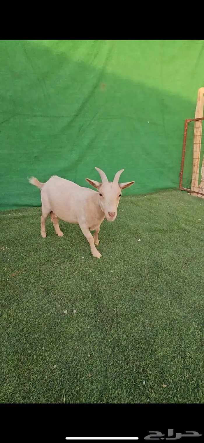 اثنى ماعز قزم معزاء الماعز القزم للانتاج جوز اثنى وذكر 32