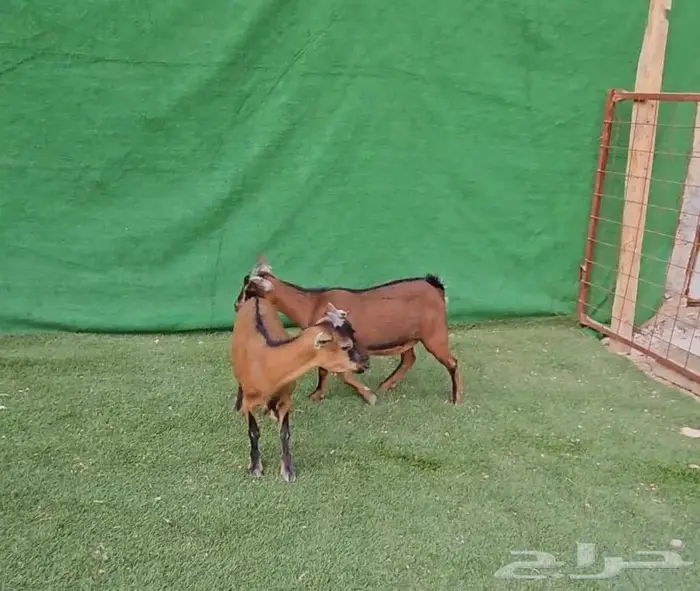 اثنى ماعز قزم معزاء الماعز القزم للانتاج جوز اثنى وذكر 18