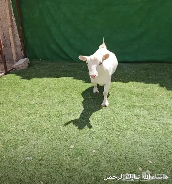 اثنى ماعز قزم معزاء الماعز القزم للانتاج جوز اثنى وذكر 21