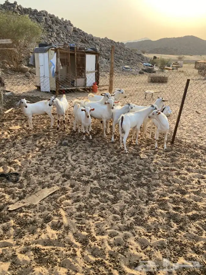 الشميسي طريق الخواجات قبل حوش الجابري 0