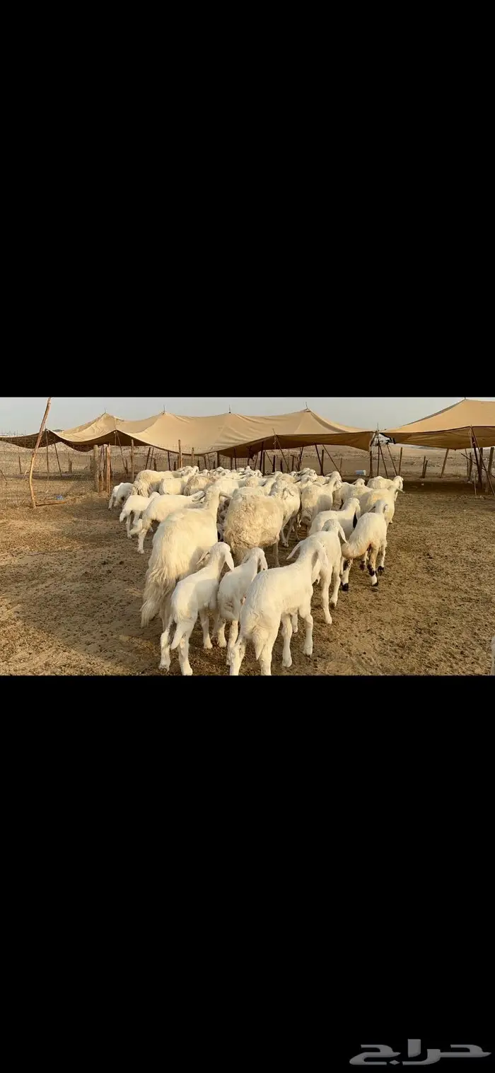 غنم حرية متابيع طايفيه صنف 35 تحتها 35 0