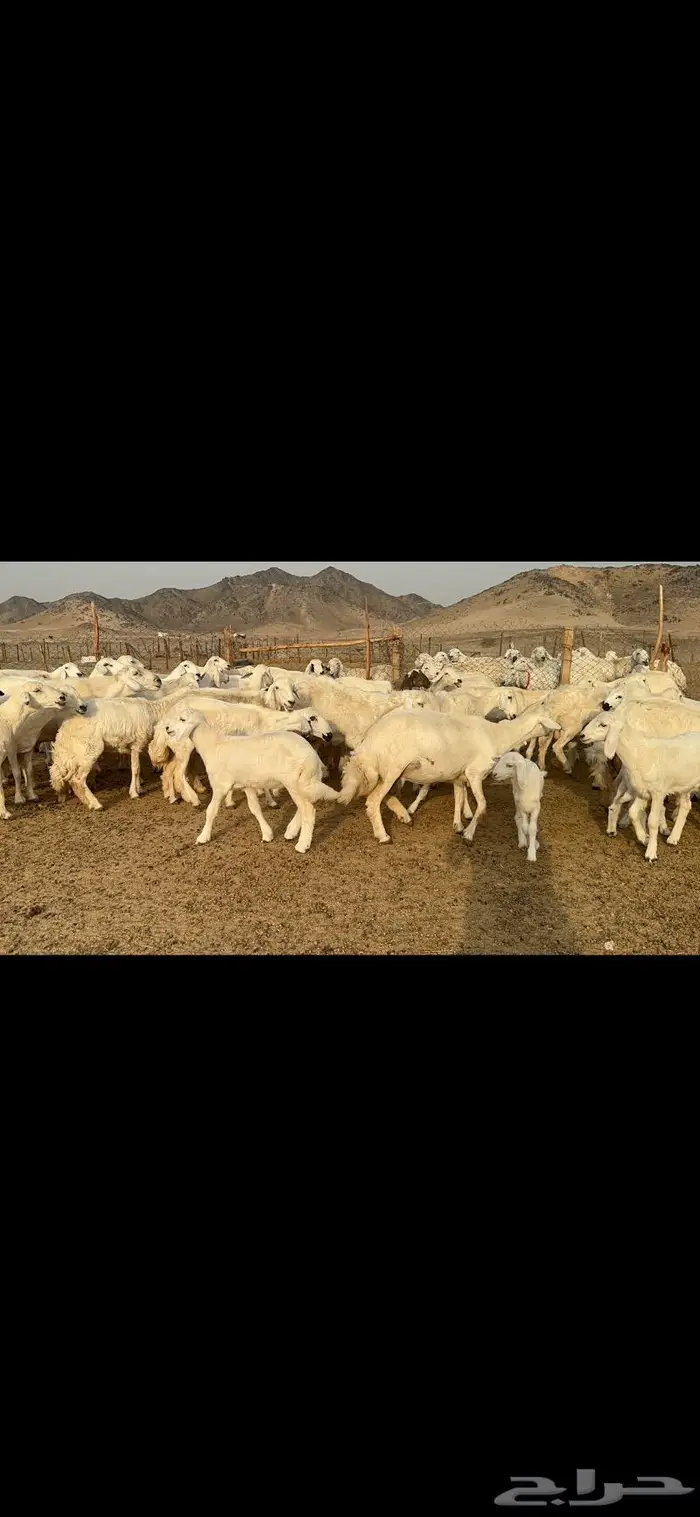 غنم حرية متابيع طايفيه صنف 35 تحتها 35 1