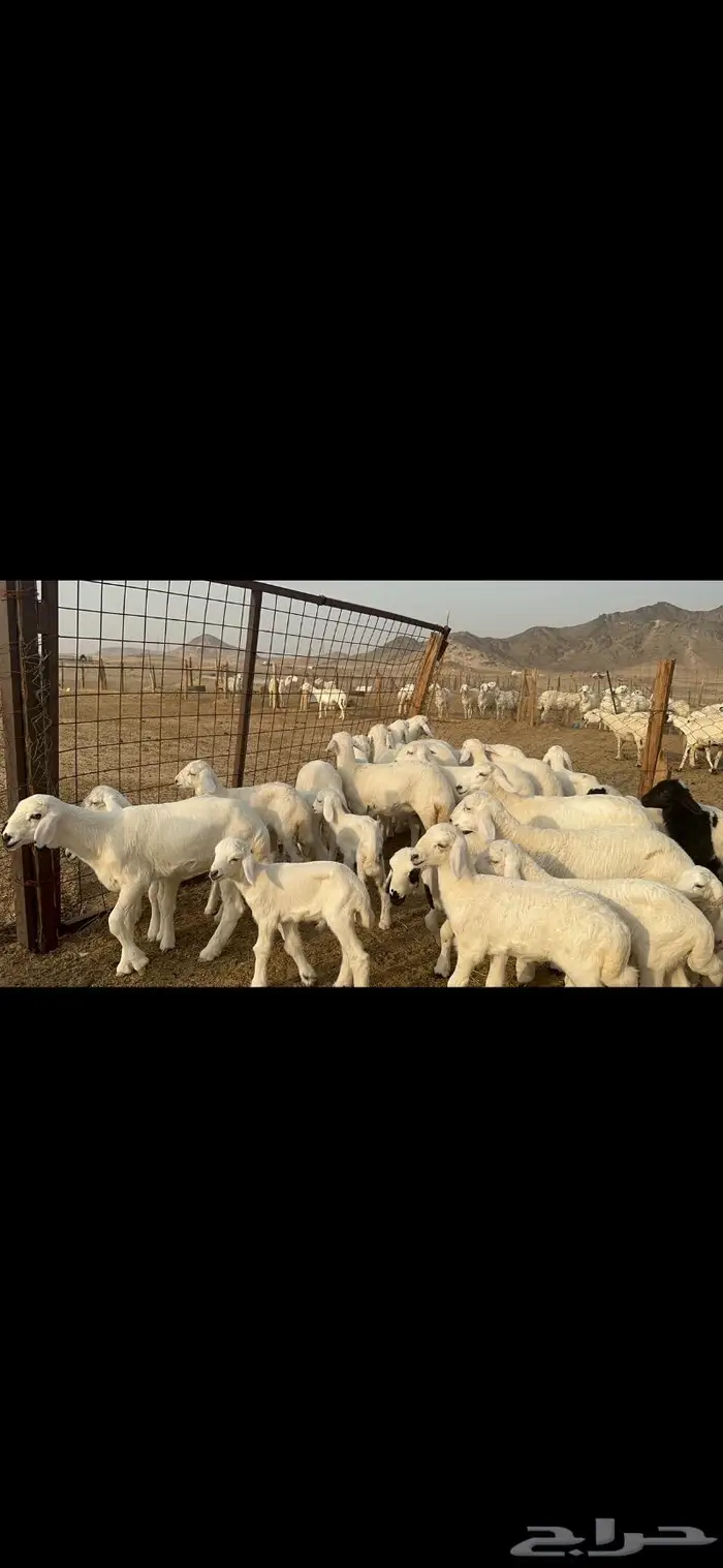 غنم حرية متابيع طايفيه صنف 35 تحتها 35 3