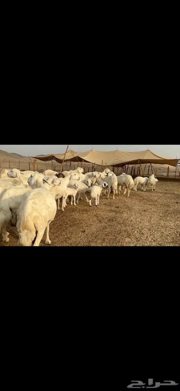 غنم حرية متابيع طايفيه صنف 35 تحتها 35 4