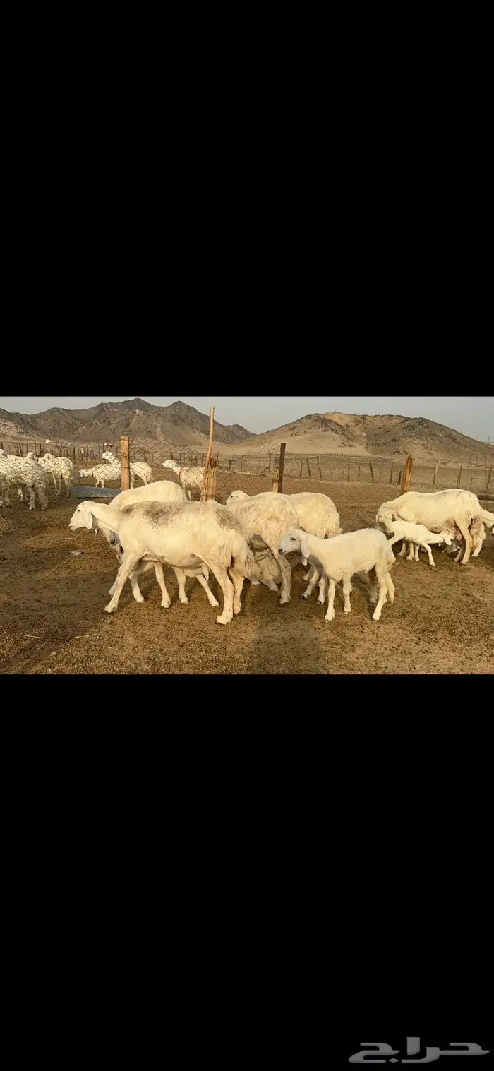 غنم حرية متابيع طايفيه صنف 35 تحتها 35 2