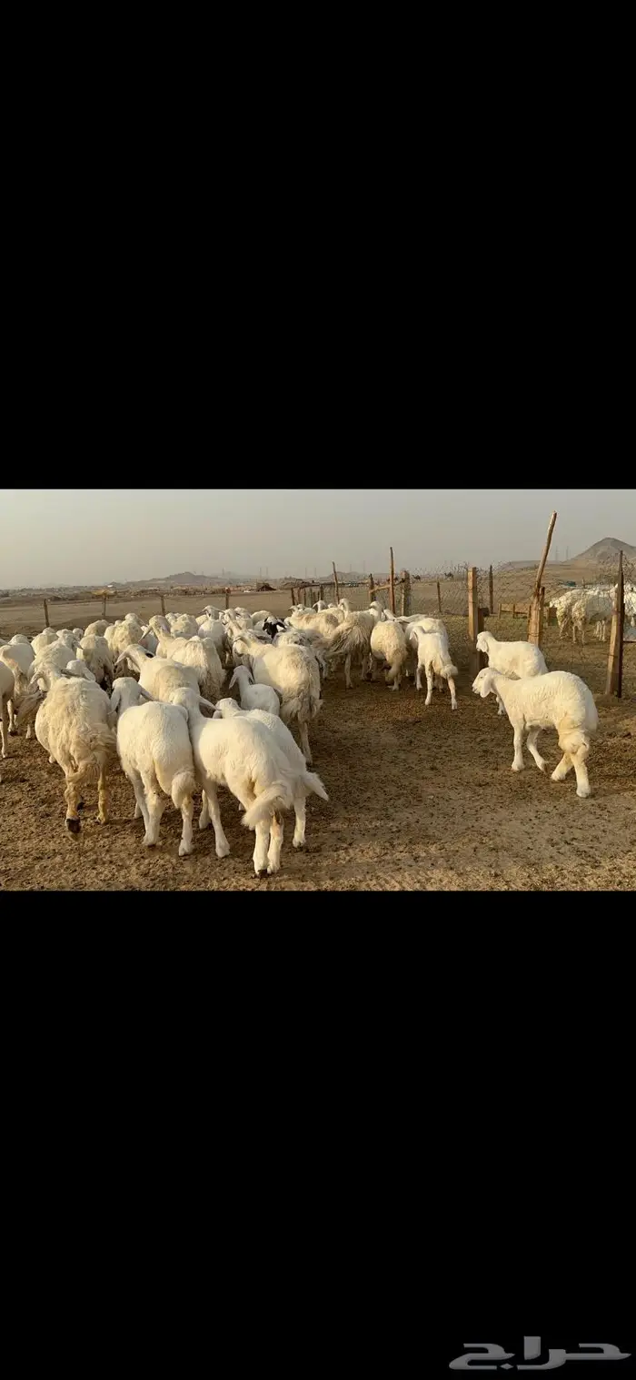 غنم حرية متابيع طايفيه صنف 35 تحتها 35 5