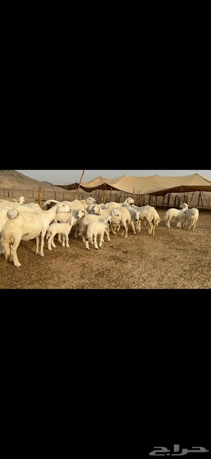 غنم حرية متابيع طايفيه صنف 35 تحتها 35 6