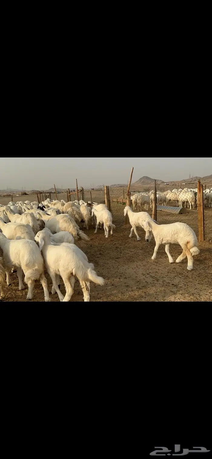 غنم حرية متابيع طايفيه صنف 35 تحتها 35 8