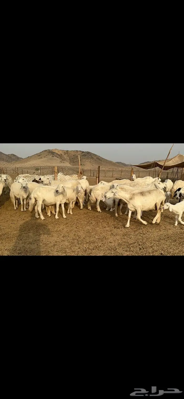 غنم حرية متابيع طايفيه صنف 35 تحتها 35 7