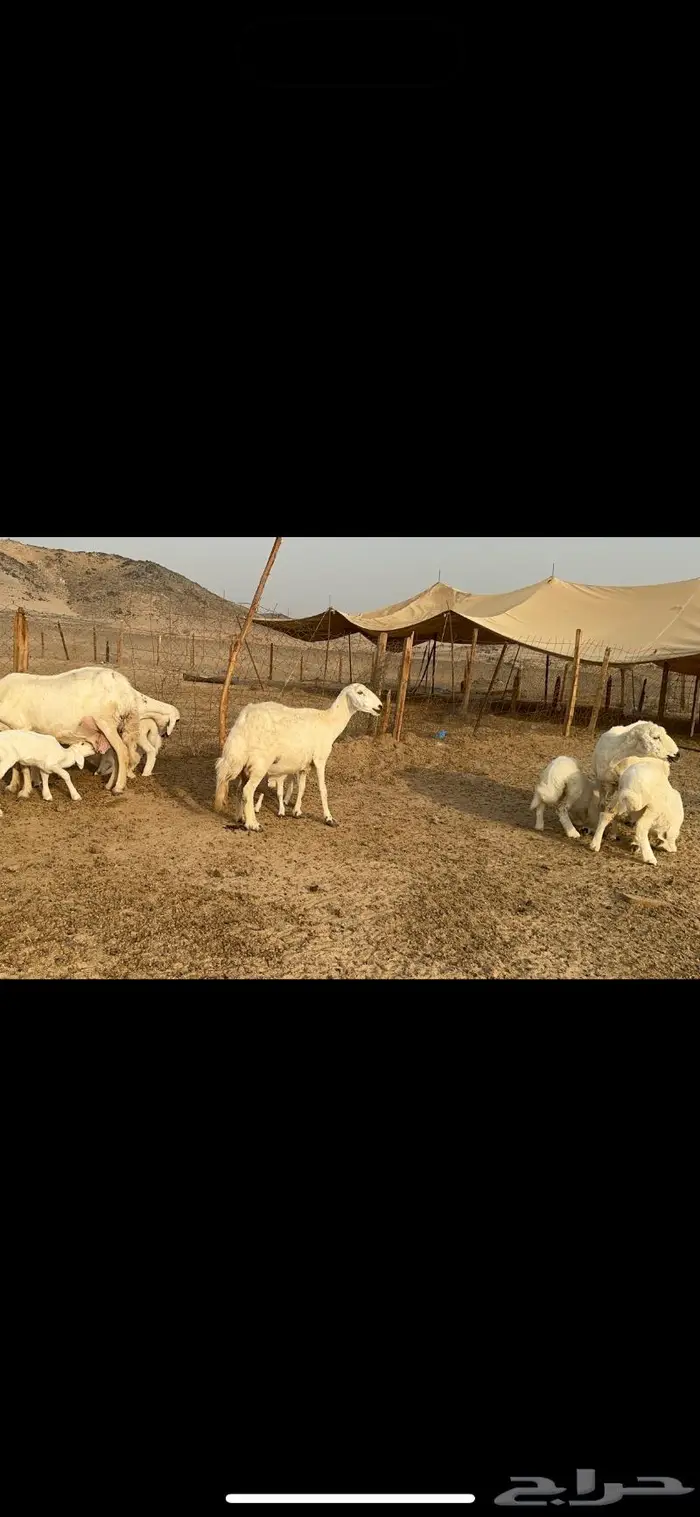 غنم حرية متابيع طايفيه صنف 35 تحتها 35 11