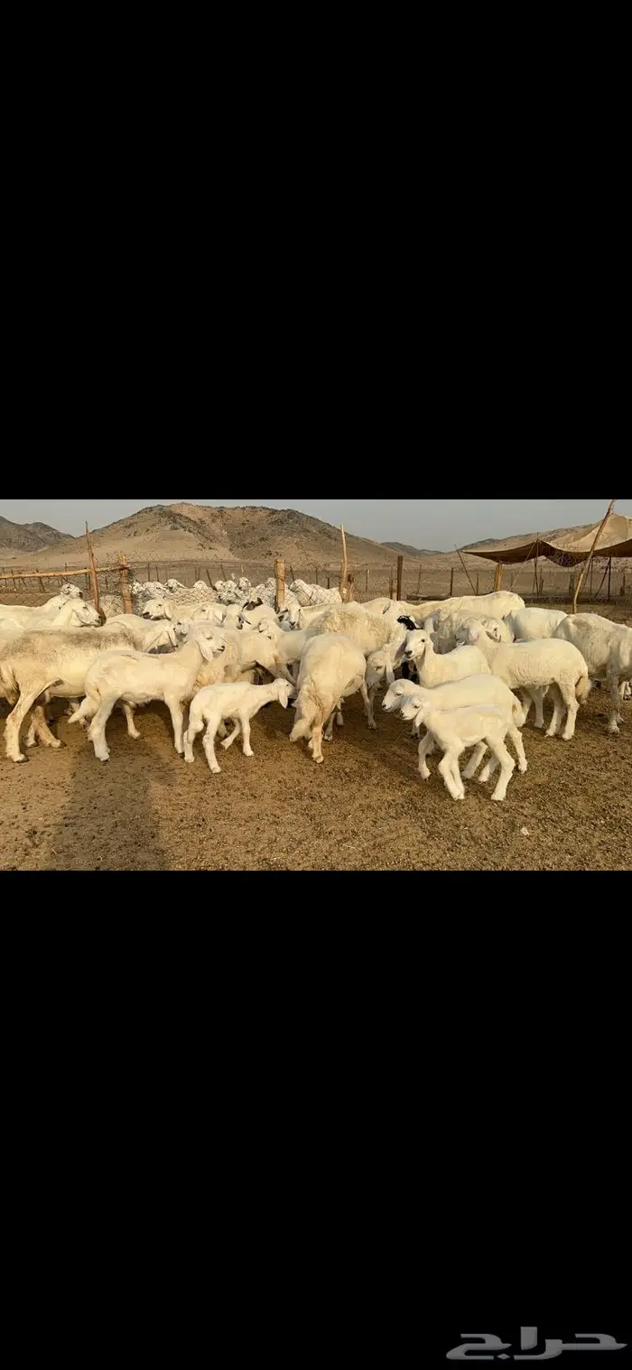 غنم حرية متابيع طايفيه صنف 35 تحتها 35 10