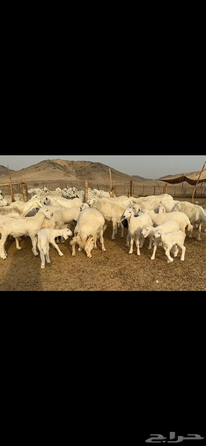 غنم حرية متابيع طايفيه صنف 35 تحتها 35 9