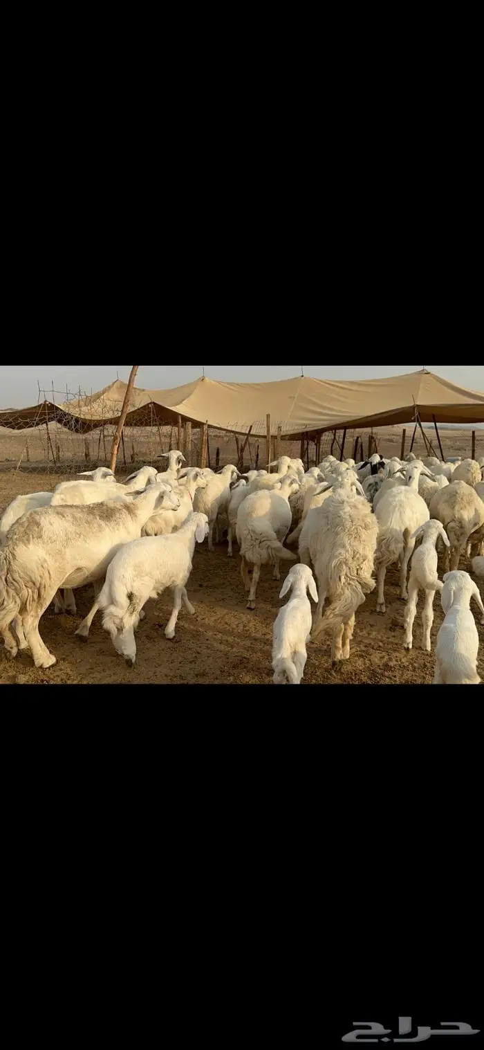 غنم حرية متابيع طايفيه صنف 35 تحتها 35 12