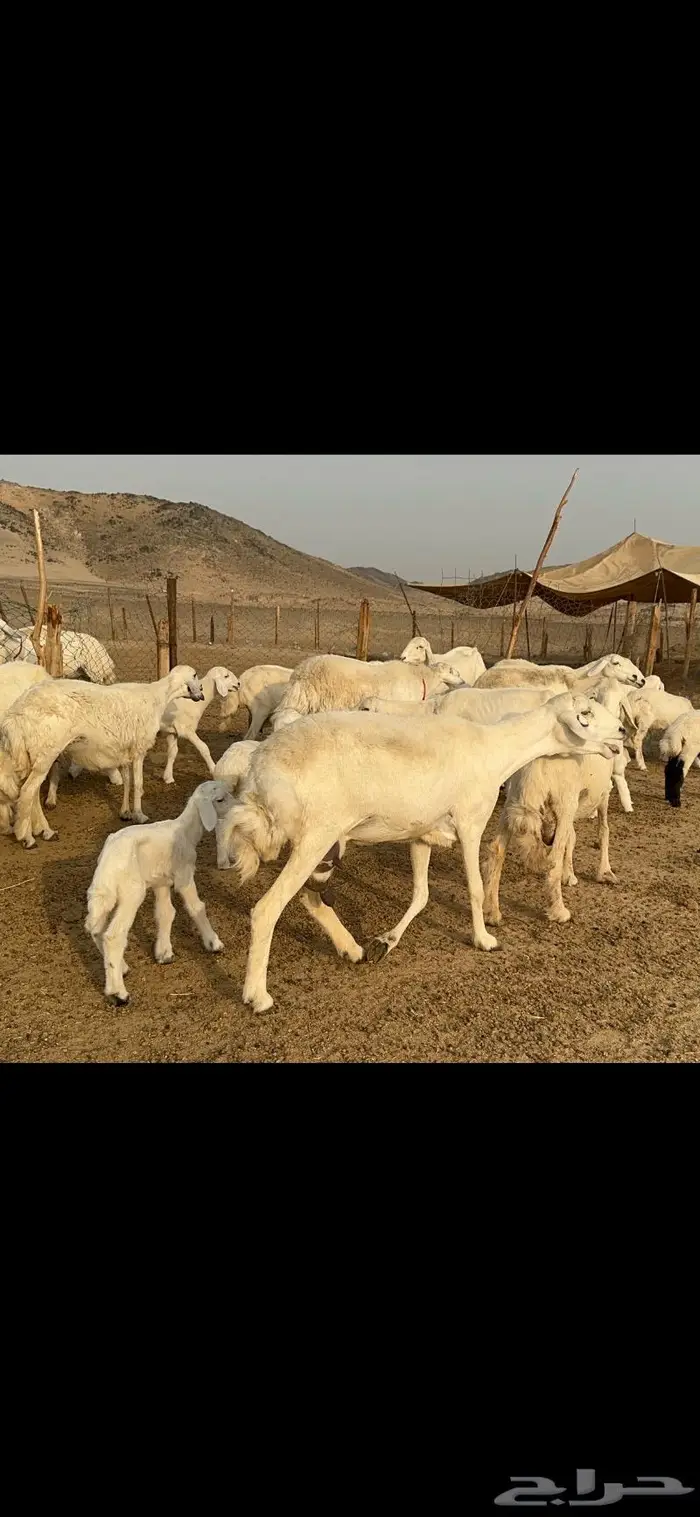 غنم حرية متابيع طايفيه صنف 35 تحتها 35 13