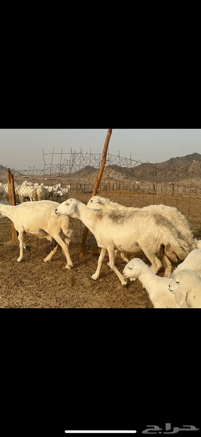 غنم حرية متابيع طايفيه صنف 35 تحتها 35 14