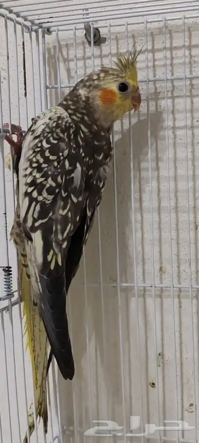 فروخ كروان بعمر شهرين و شهرين واسبوع 5