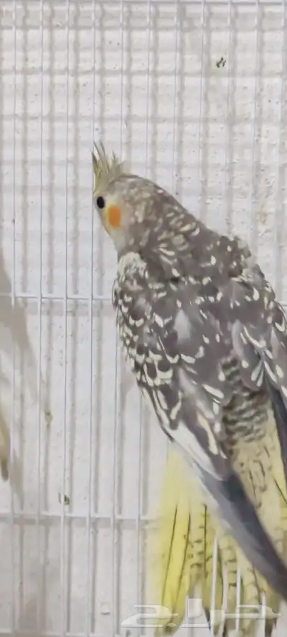 فروخ كروان بعمر شهرين و شهرين واسبوع 2