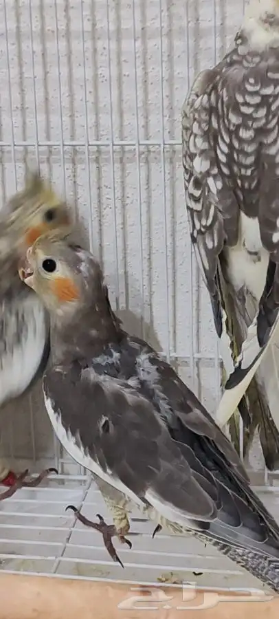 فروخ كروان بعمر شهرين و شهرين واسبوع 6