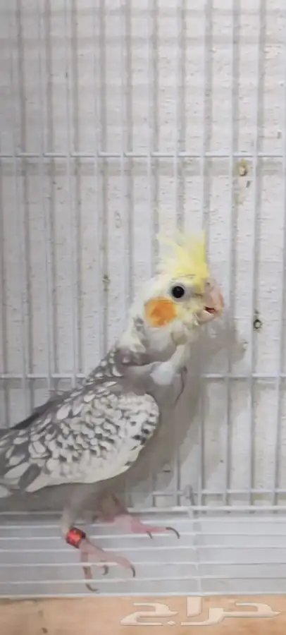 فروخ كروان بعمر شهرين و شهرين واسبوع 3