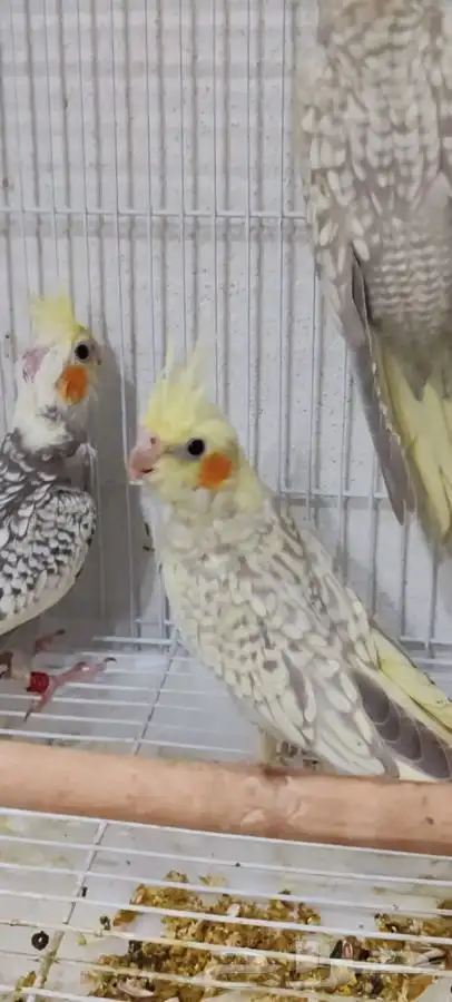 فروخ كروان بعمر شهرين و شهرين واسبوع 4