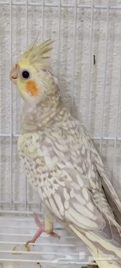 فروخ كروان بعمر شهرين و شهرين واسبوع 1