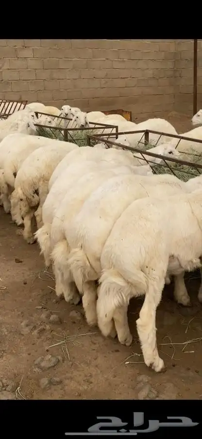 خرفان ورخال جميع الاحجام.والذبح والتوصيل 0