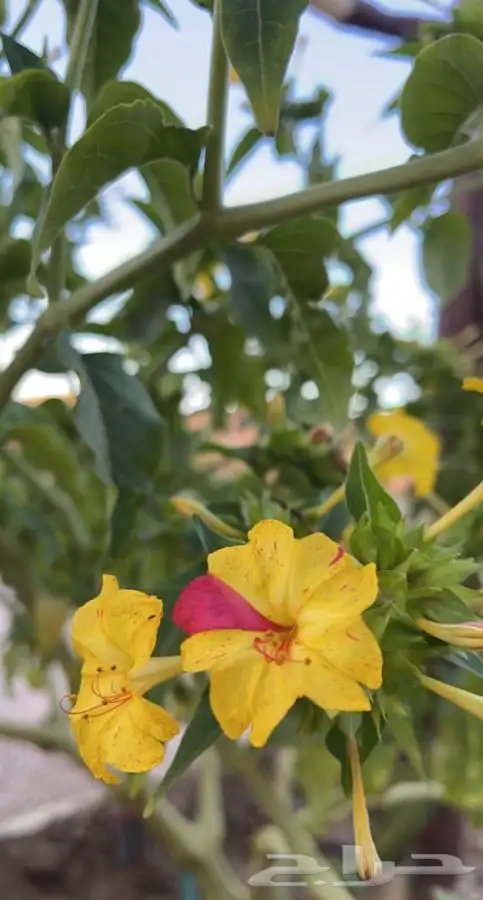 شتلات نبات شب الليل ( الساعه الرابعه ) 3