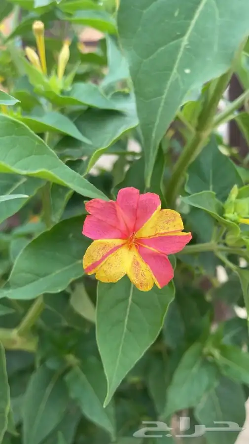 شتلات نبات شب الليل ( الساعه الرابعه ) 0