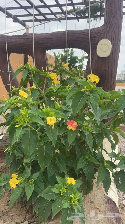 شتلات نبات شب الليل ( الساعه الرابعه ) 1