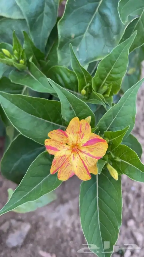 شتلات نبات شب الليل ( الساعه الرابعه ) 2