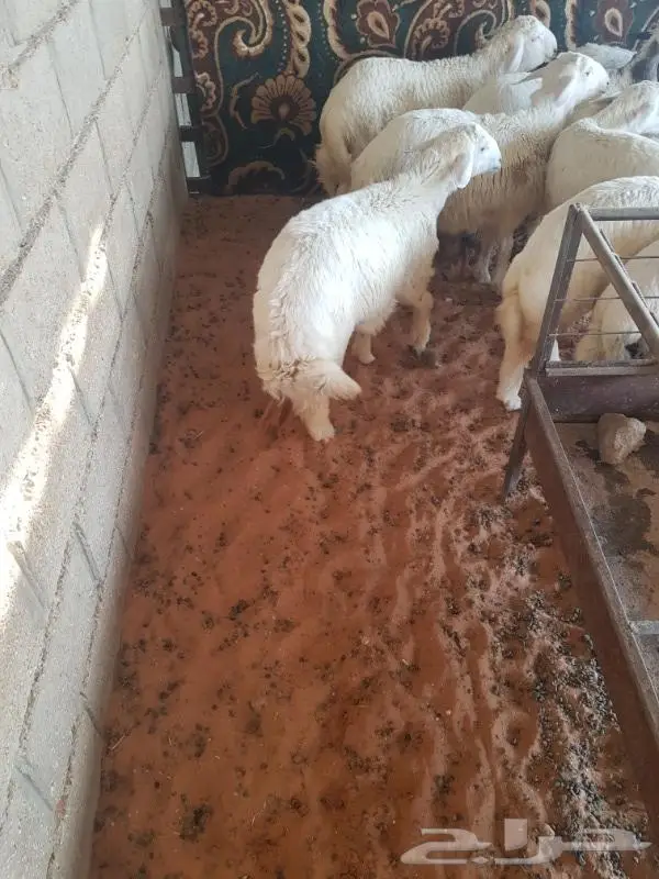 ذبايح ثلاجه ذبح وتوصيل 2