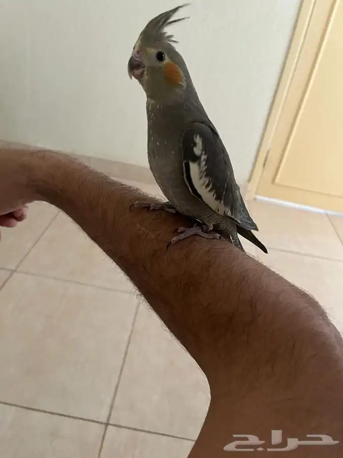 للبيع ببغا كوكتيل العمر 3 شهور 2