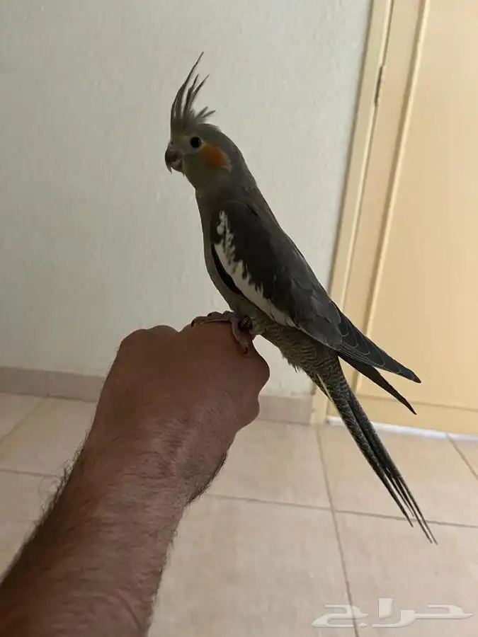 للبيع ببغا كوكتيل العمر 3 شهور 0