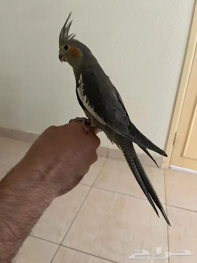 للبيع ببغا كوكتيل العمر 3 شهور 1