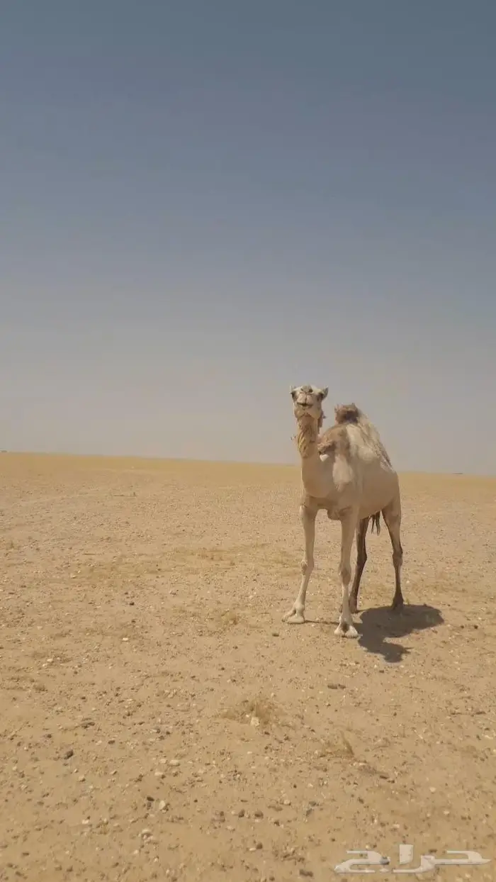 نياق للبيع مراح واحد عدد30 منها 10 لقحات 5