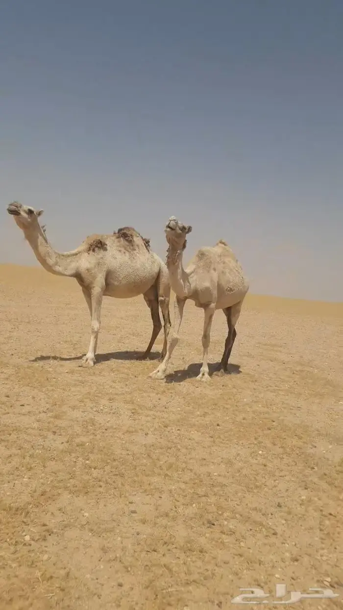 نياق للبيع مراح واحد عدد30 منها 10 لقحات 7
