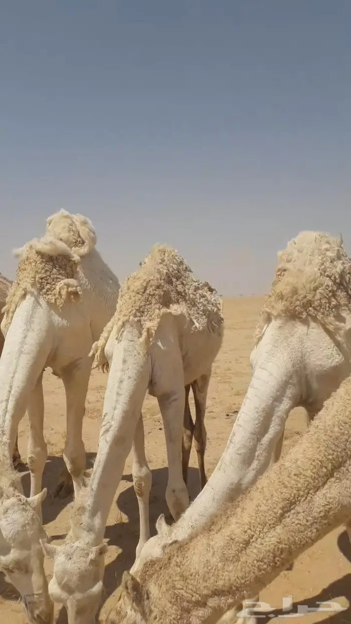 نياق للبيع مراح واحد عدد30 منها 10 لقحات 11