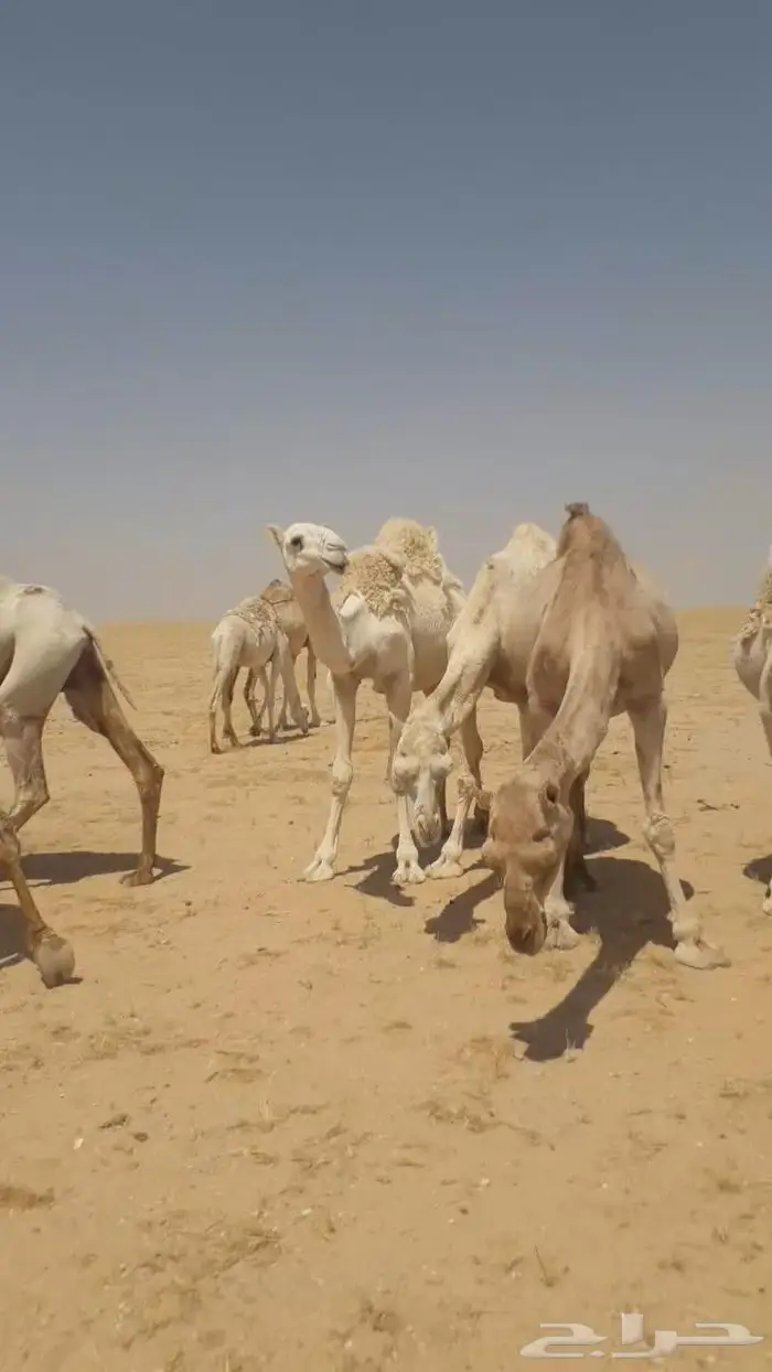 نياق للبيع مراح واحد عدد30 منها 10 لقحات 14