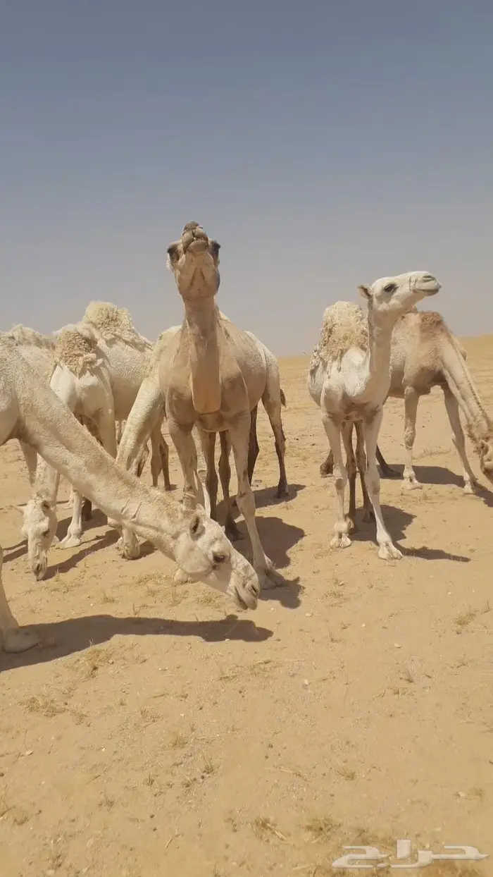 نياق للبيع مراح واحد عدد30 منها 10 لقحات 17