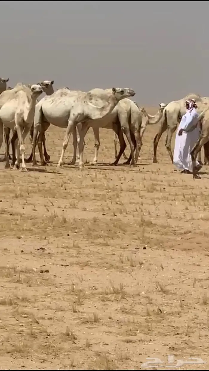 نياق للبيع مراح واحد عدد30 منها 10 لقحات 21