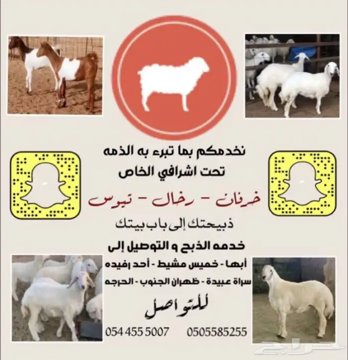خرفان ورخال جميع الاحجام.والذبح والتوصيل 3