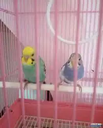 زوج بادجي 3