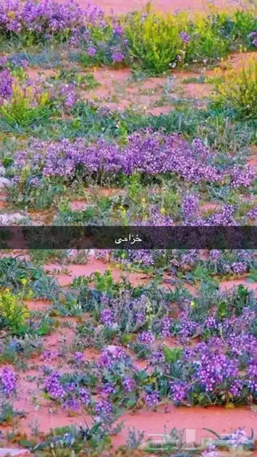 عرض بذور بريه وموسميه كيس بذر مشكل اكثر 6000 بذره ب50 ريال 24