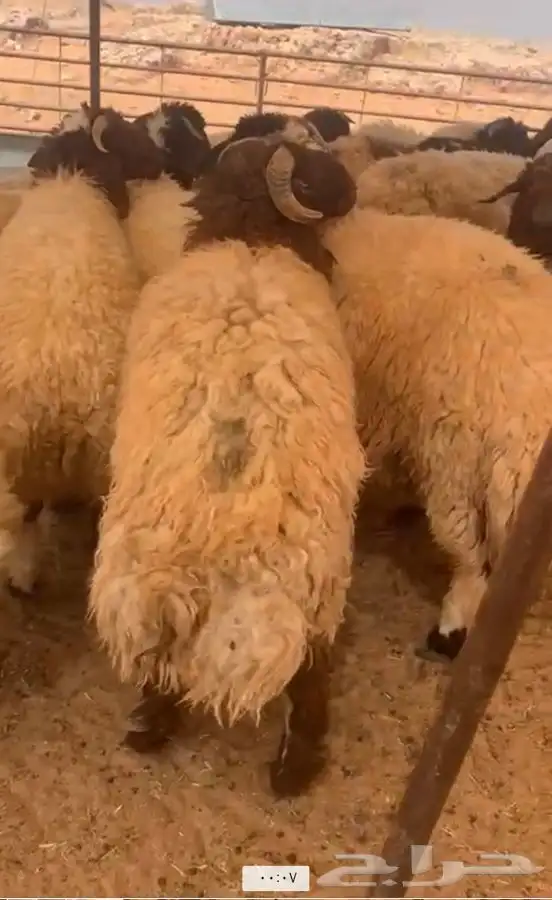 ذبايح للبيع بدومة الجندل 3