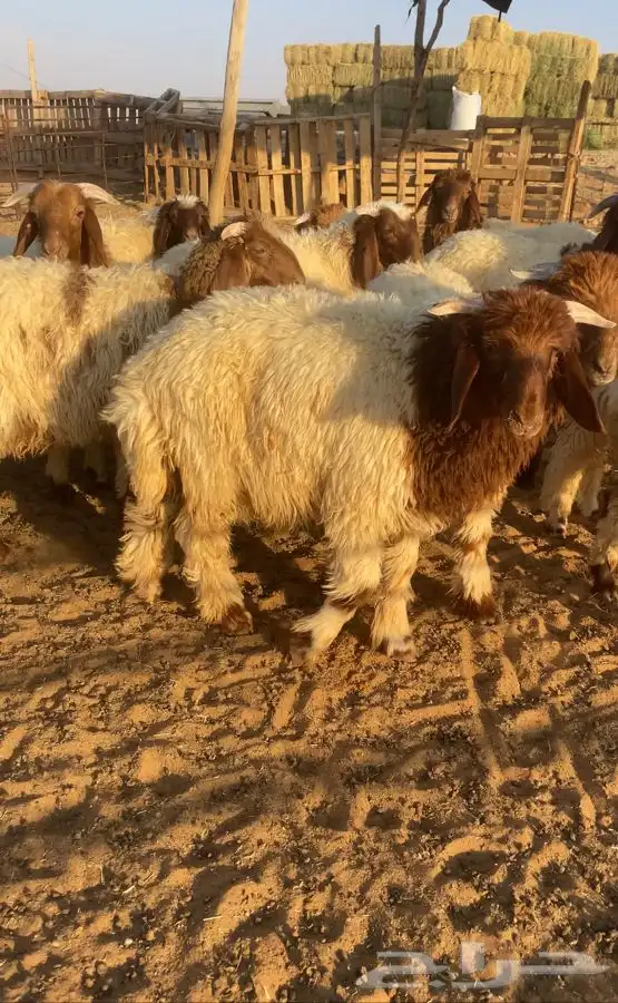 ذبايح للبيع بدومة الجندل 2