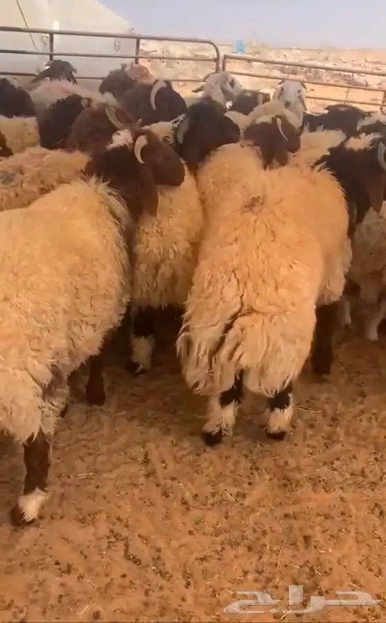 ذبايح للبيع بدومة الجندل 5