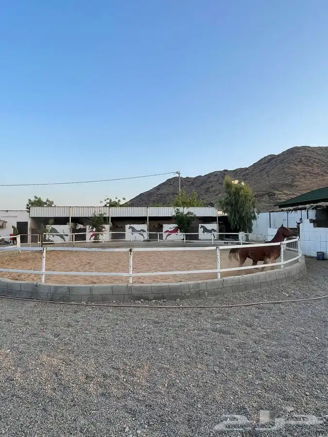 مربط ايواء وعسف وتدريب الخيل 4