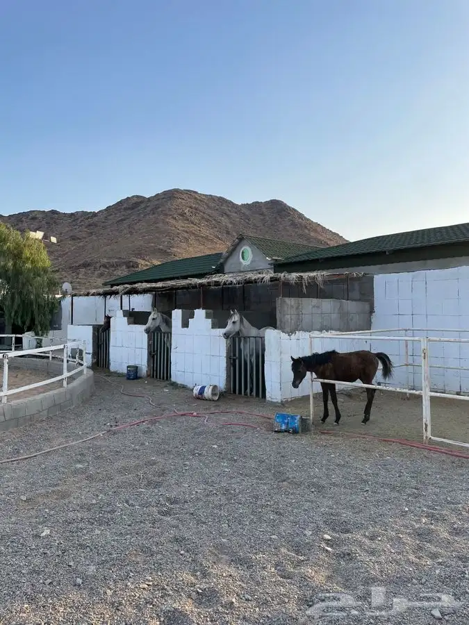 مربط ايواء وعسف وتدريب الخيل 2
