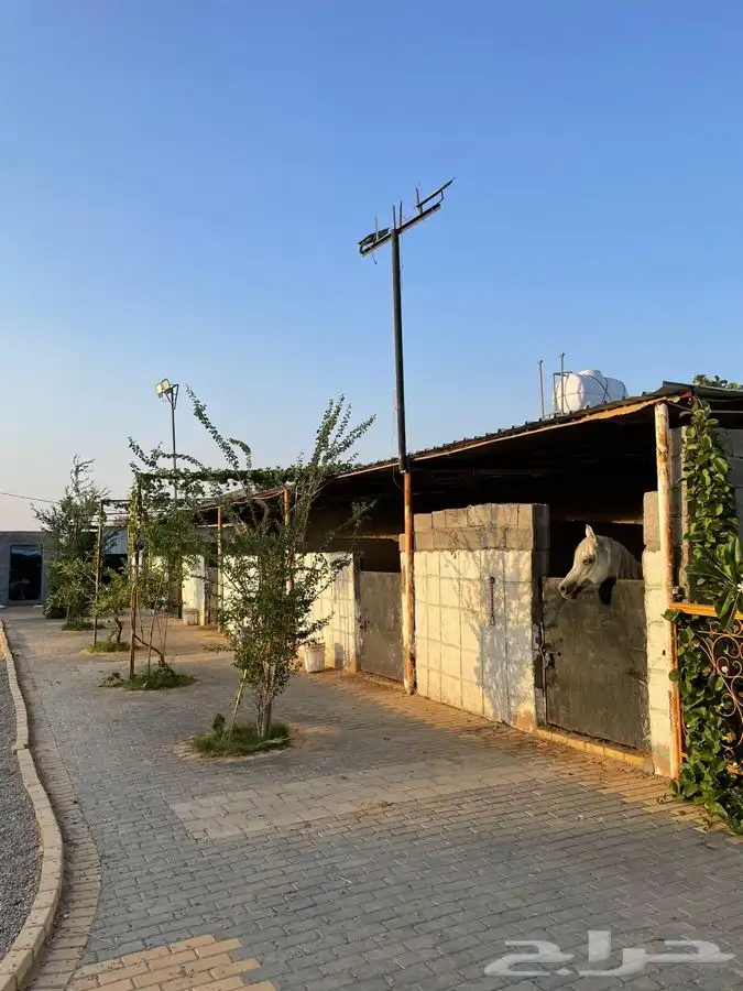 مربط ايواء وعسف الخيل وتدريب 3