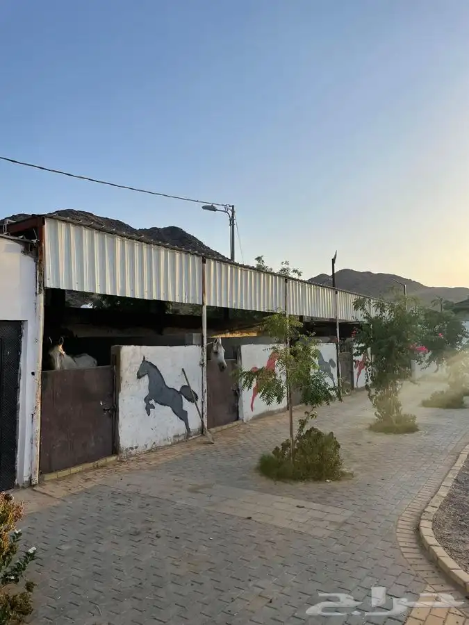 مربط ايواء وعسف الخيل وتدريب 2